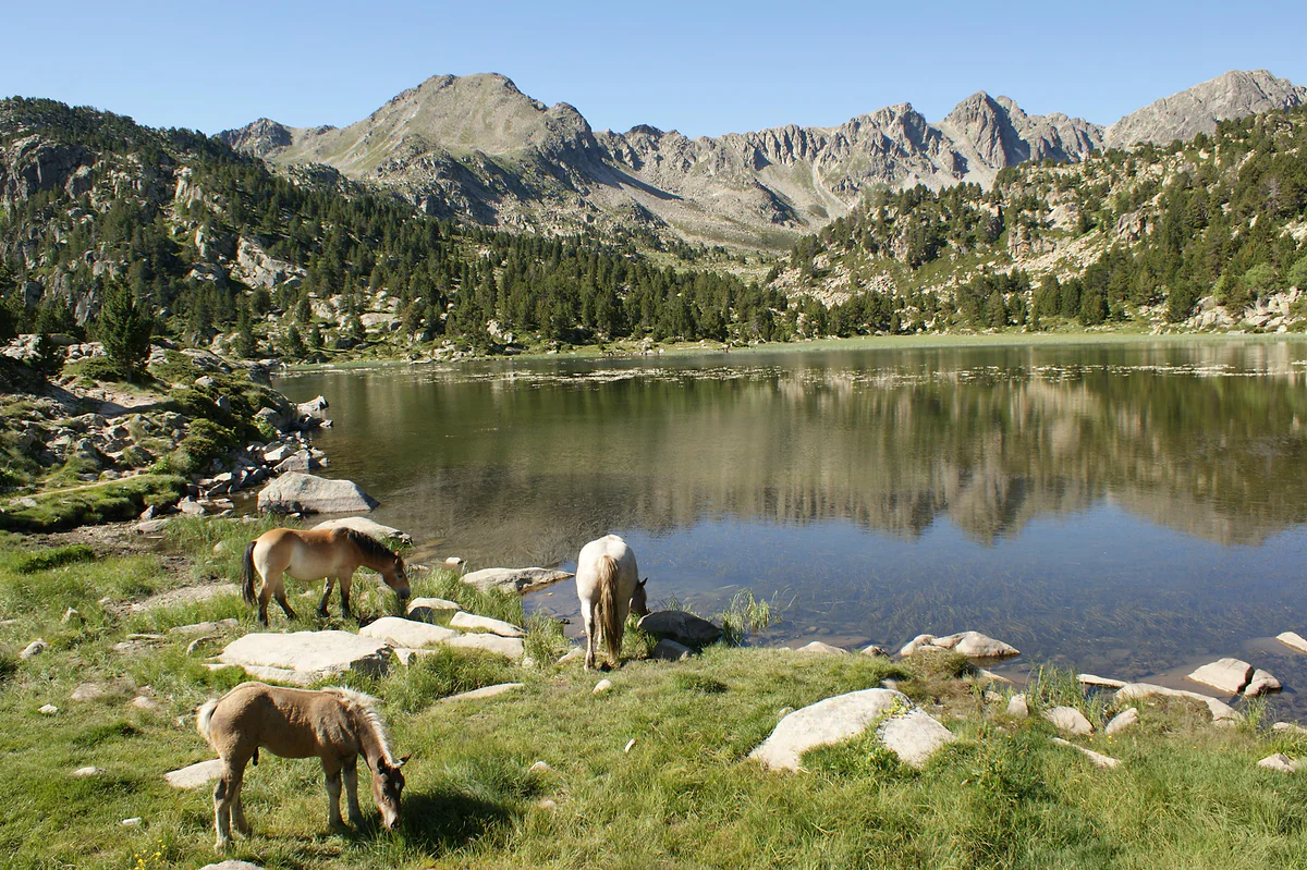 Caballos pastando junto a uno de los lagos de Pessons, con las cumbres del circo reflejadas en el agua