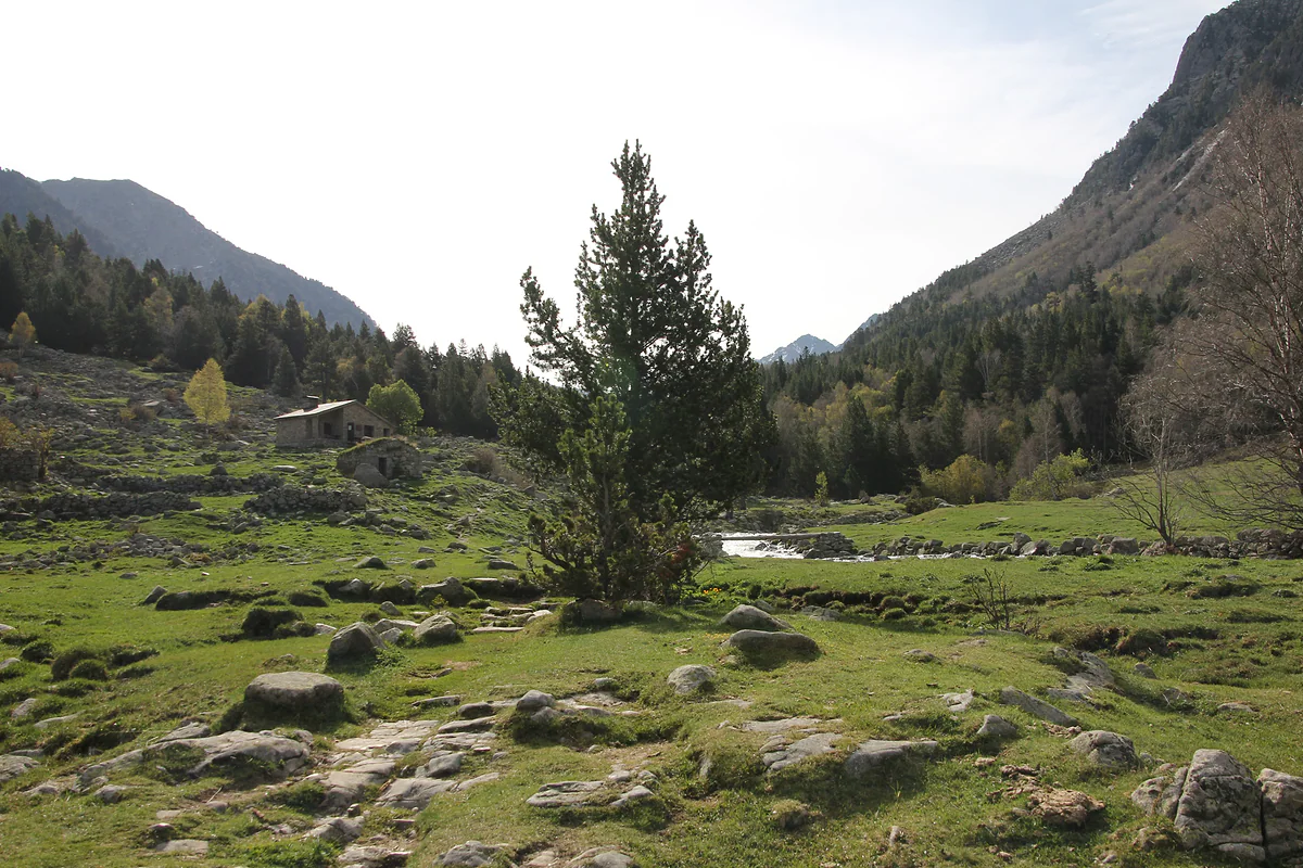 Prado con rocas, pino negro y una borda de piedra en el valle del Madriu, junto al río