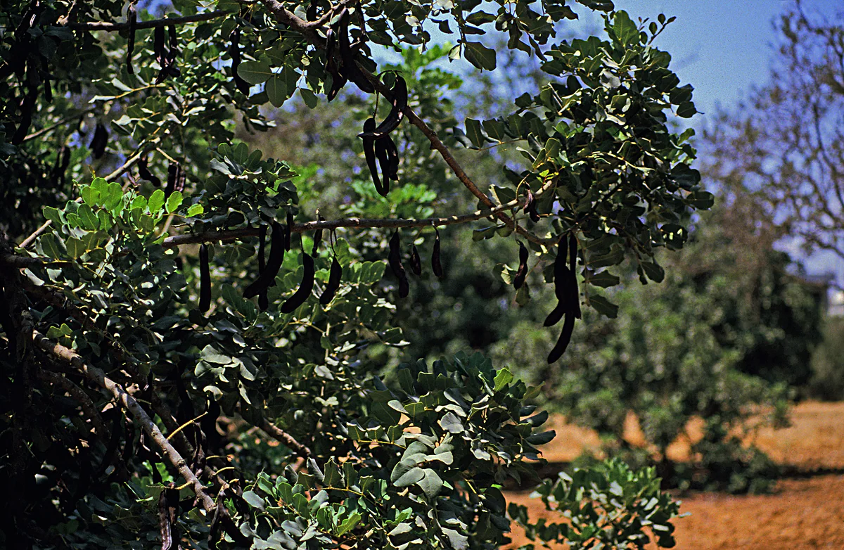 A carob tree hung with dark pods on the edge of Limassol, the crop once processed at the town's old carob mill