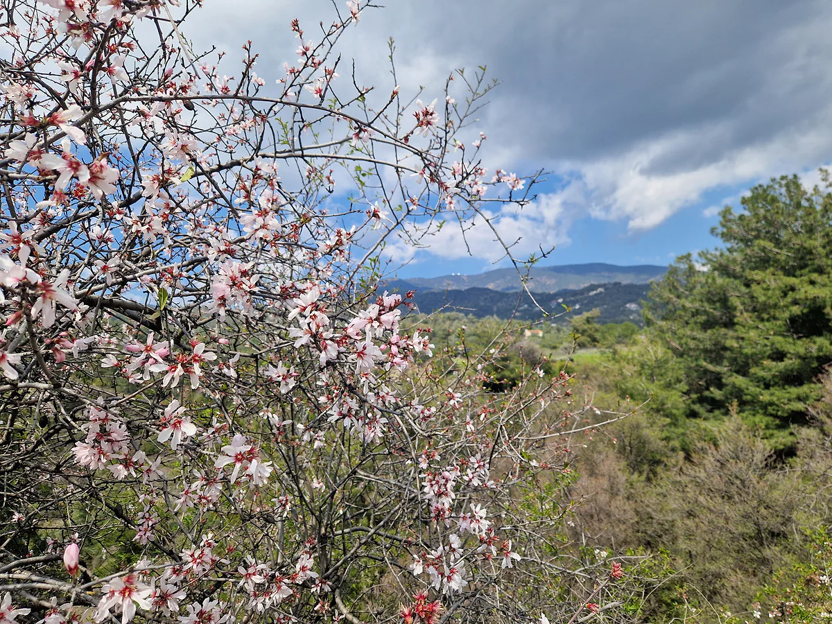 Almond trees in blossom at Laneia, with the Troodos Mountains and Mount Olympus behind, as spring begins