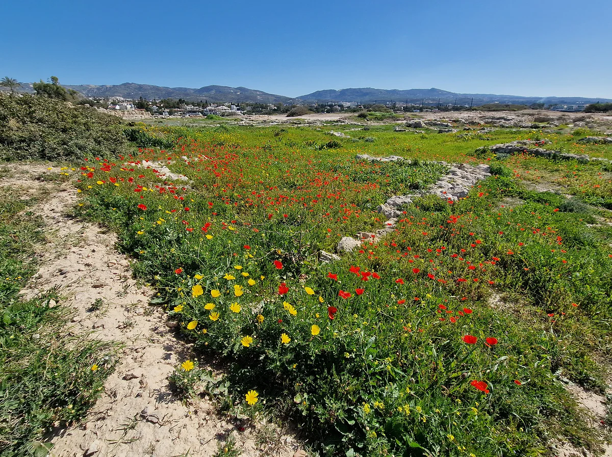 Poppies and yellow wild flowers beside a footpath near Coral Bay, during springtime in western Cyprus