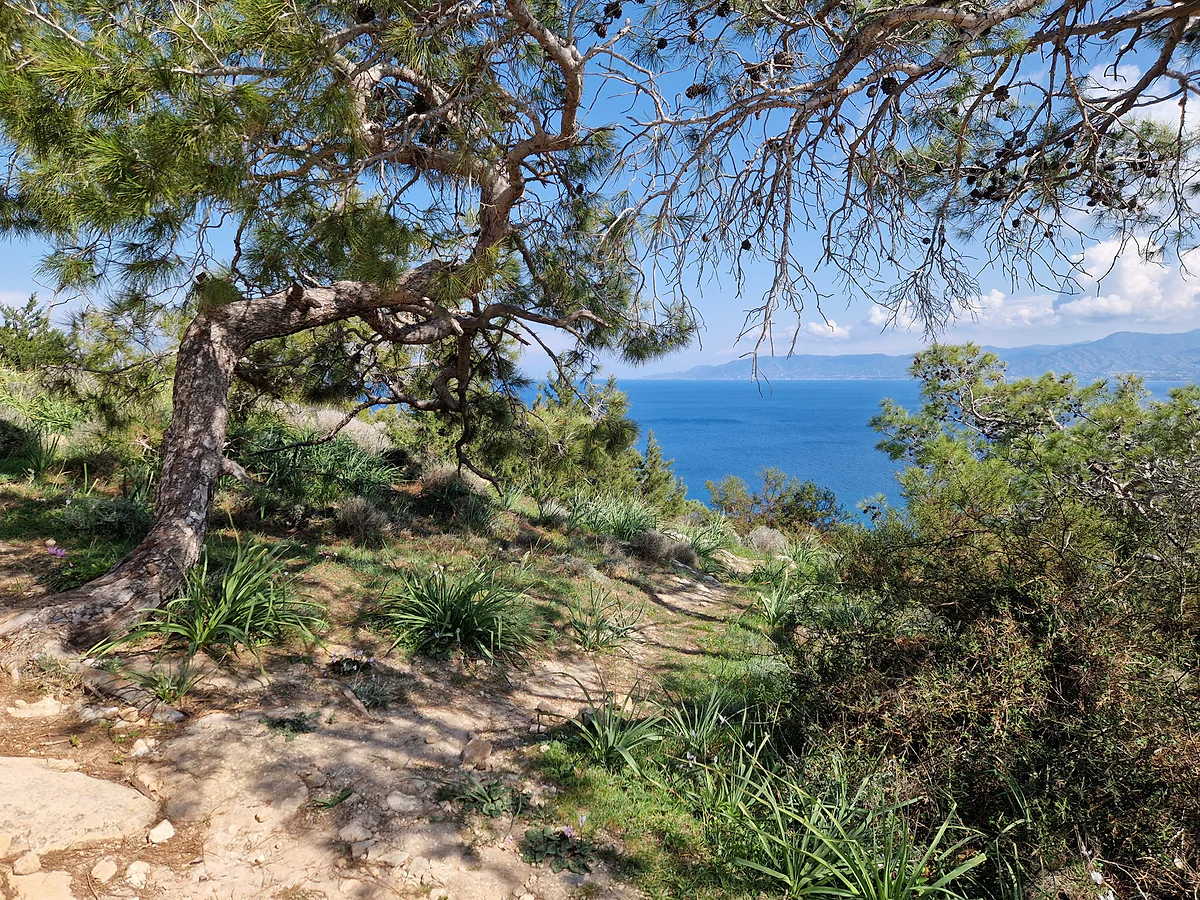 Chrysochou Bay seen through pine trees from the Aphrodite trail on the Akamas peninsula, Cyprus
