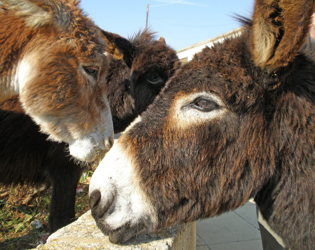 Two brown donkeys leaning over a wall on the Karpas Peninsula, in the north-east of Cyprus, looking at the camera