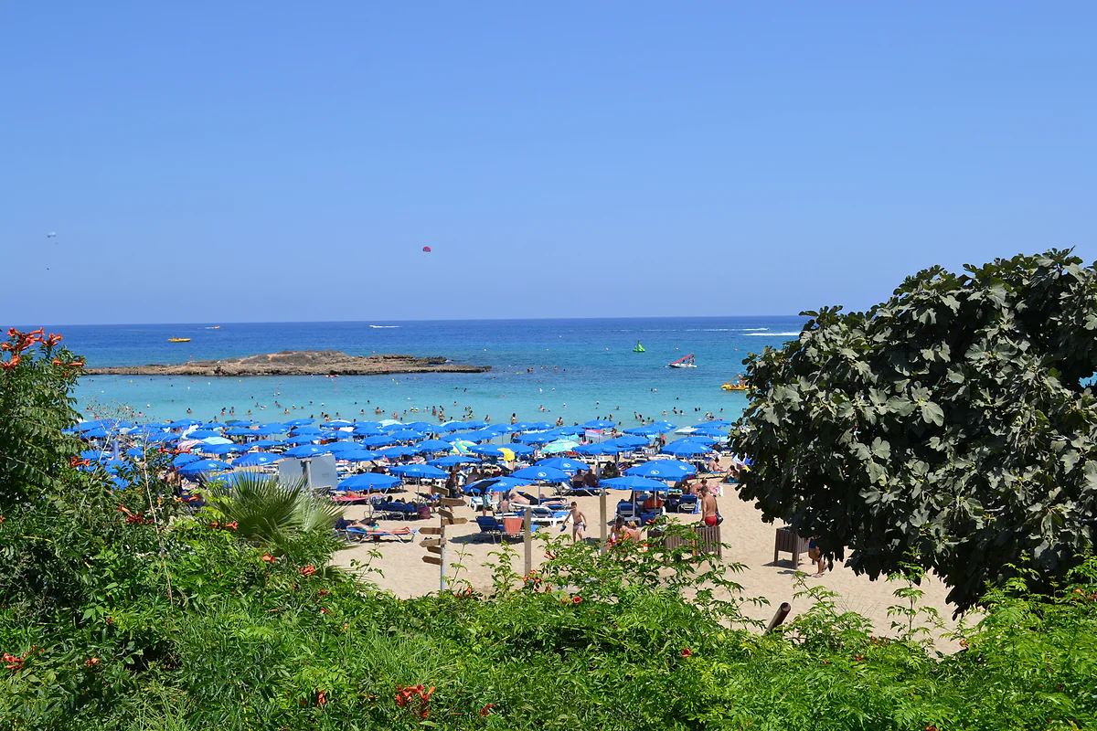 The branches of a fig tree beside Fig Tree Bay in Protaras, with the beach full of blue parasols and the islet beyond