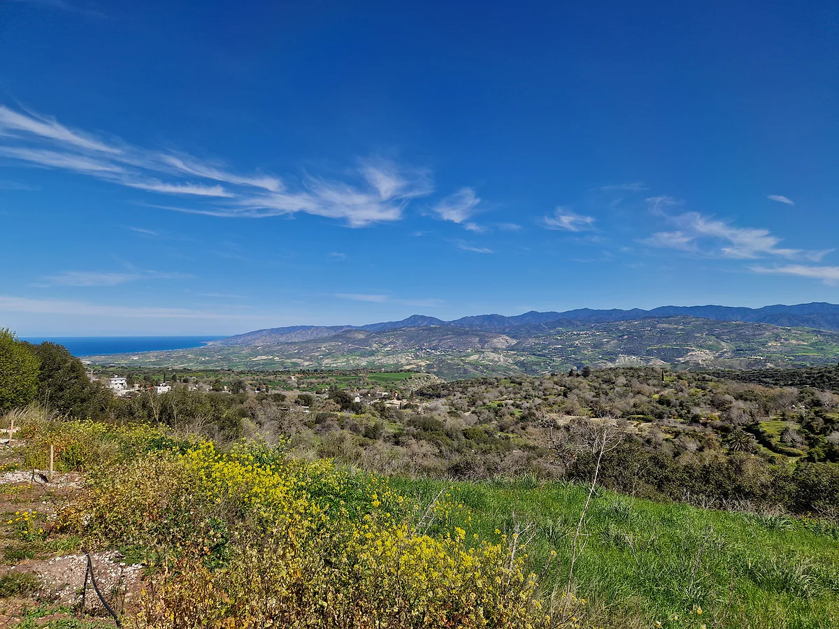 Fields of yellow flowers and olive-covered hills north-east of Kritou Terra, with Chrysochou Bay in the distance