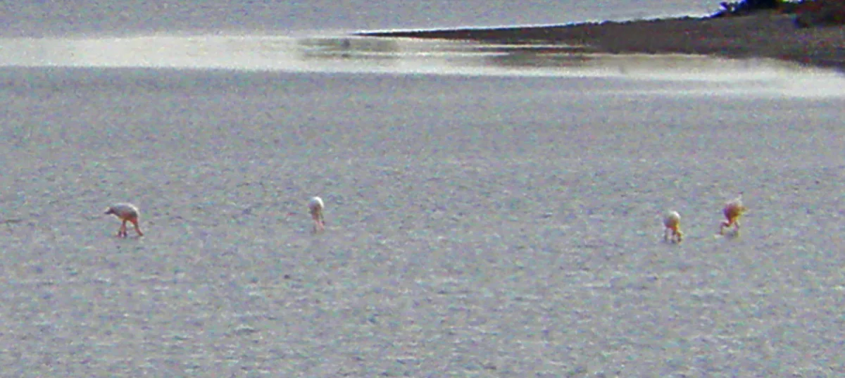 Pink flamingos wading through the shallow water of Larnaca Salt Lake, with the far shore visible in the distance