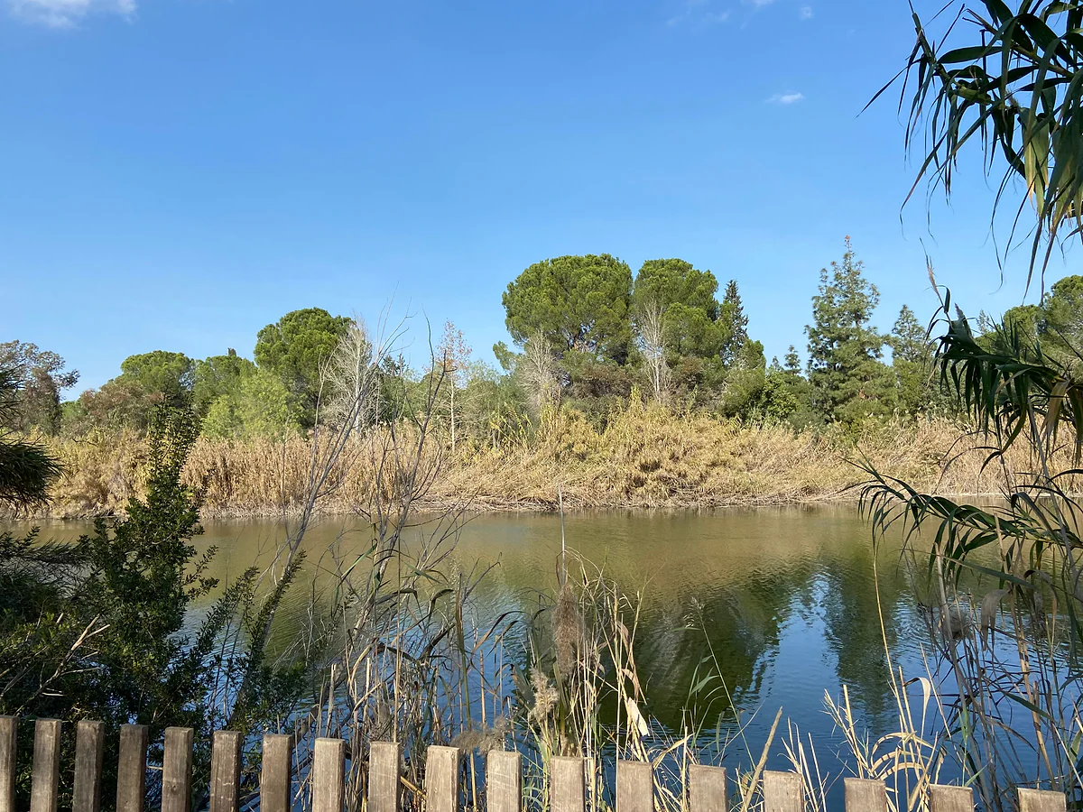 The lake in Athalassa National Forest Park, Nicosia, with reeds along the shore and pine trees behind it