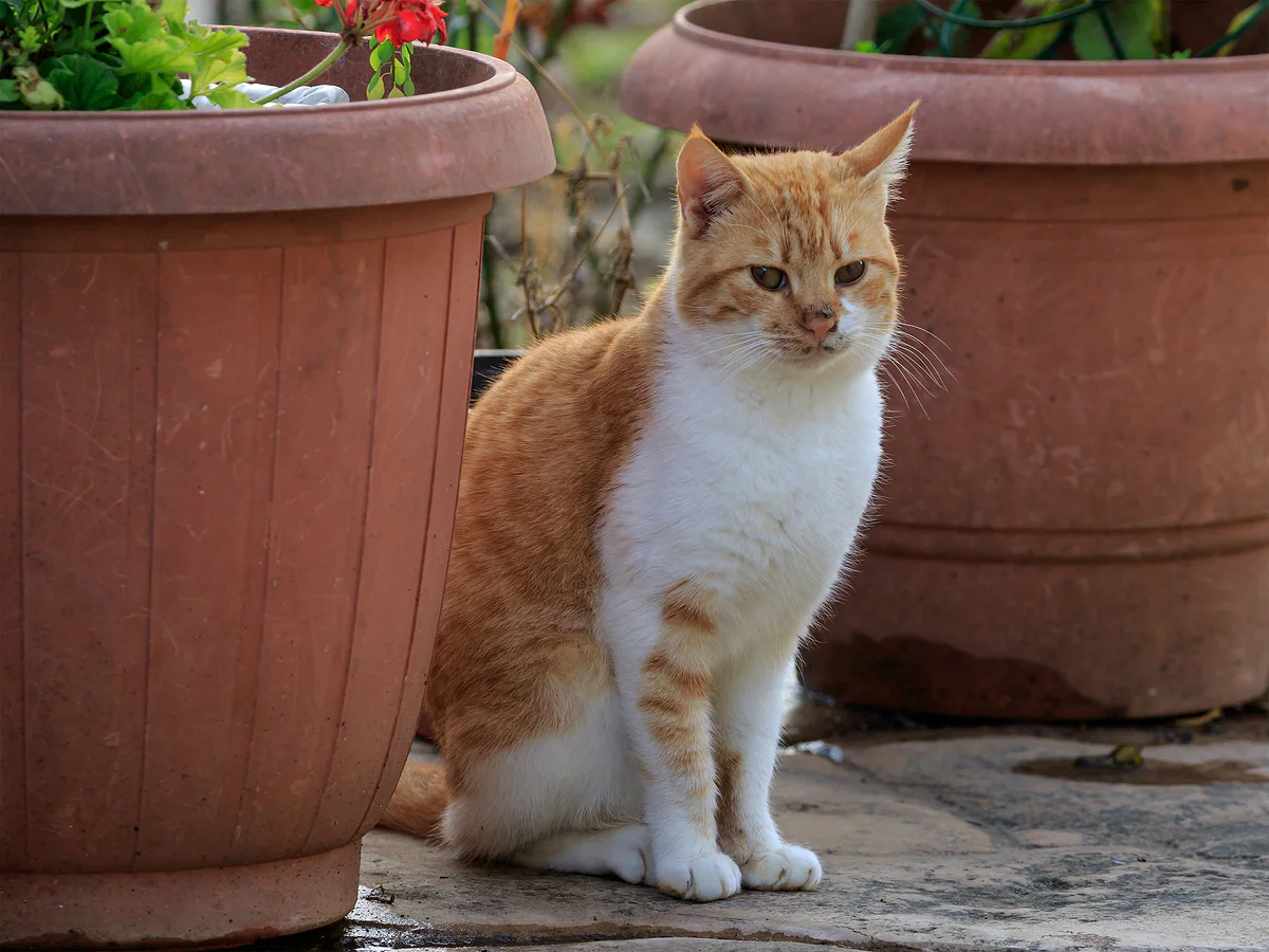 A ginger and white cat sitting between flowerpots at the monastery of Saint Nicholas of the Cats, Akrotiri