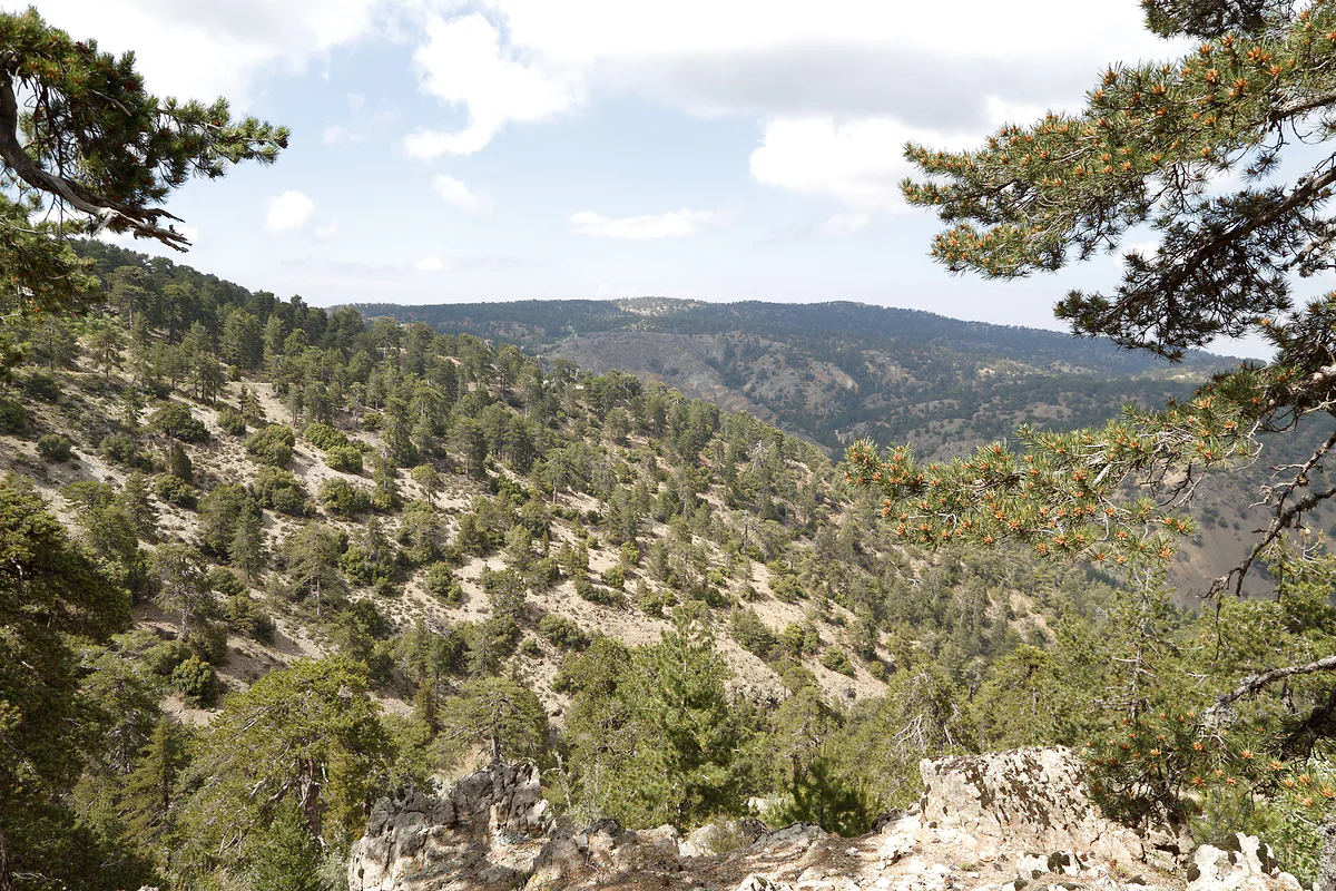 A deep valley covered in pine forest and wooded ridges, seen from the Persephone trail in the Troodos