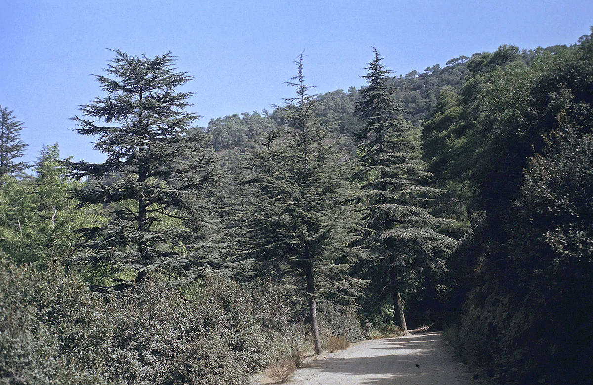 A dirt track between tall cedars and pines in Cedar Valley, in the Paphos forest, with the slope behind thick with trees