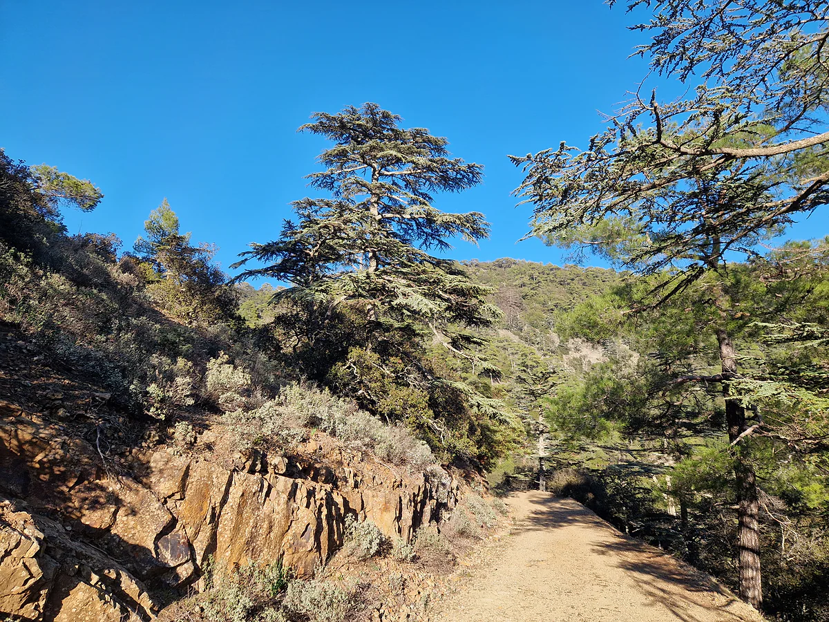 A dirt track through Cedar Valley in the Paphos forest, between Cyprus cedars and rocky slopes on a sunny day