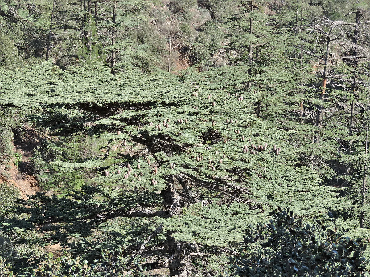 The flat, tiered crowns of the cedars in Cedar Valley, in the Paphos forest, covering the whole hillside in dark green