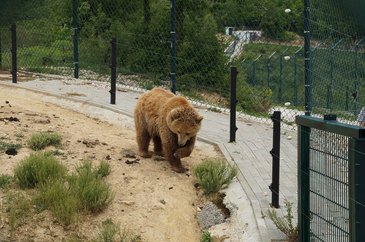 A brown bear walking beside the fence of its enclosure at the Bear Sanctuary Prishtina in Mramor, with trees behind