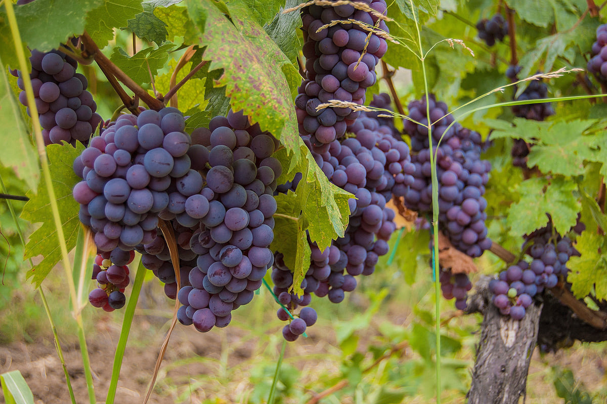 Bunches of ripe red grapes hanging from a vine in a Rahovec vineyard, among green leaves lit by the sun