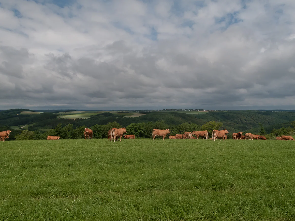 Cows grazing in a meadow between Arsdorf and Insenborn, with the wooded Upper Sûre hills under a cloudy sky