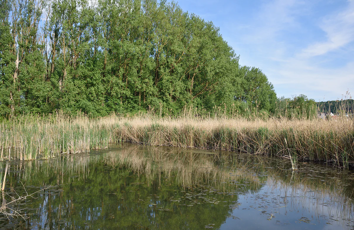 A pond ringed by reeds and trees in the Brill nature reserve at Schifflange, with the sky reflected in the water