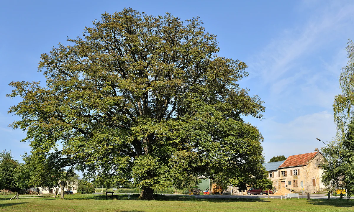 The ancient oak at Saeul, some 280 years old, with its huge leafy crown over a meadow beside a farmhouse