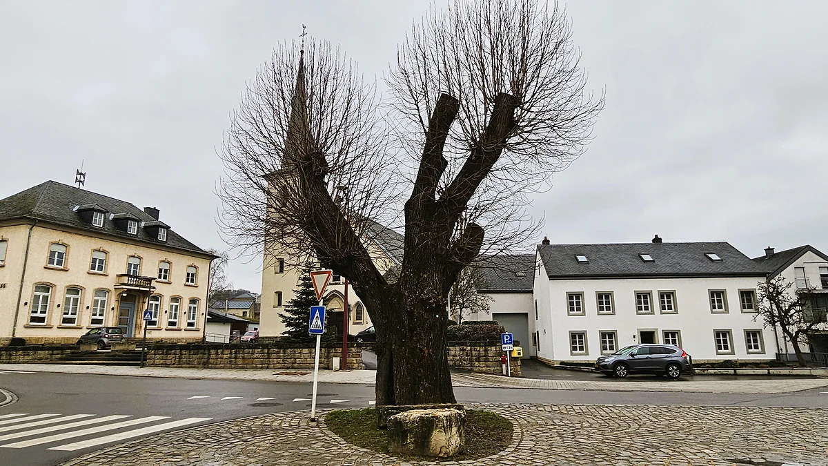 The ancient pollarded lime tree at Bastendorf, in Tandel, on a square with the spired church and white houses