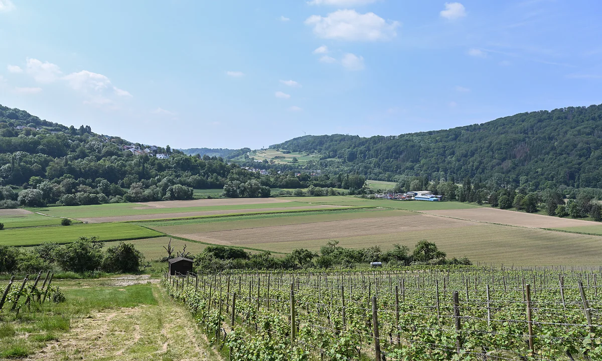 The Sûre valley near Rosport, with vines in the foreground, flat fields and wooded hills on the far side
