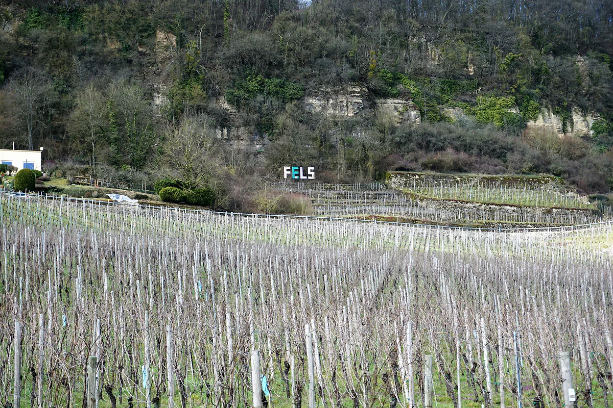 Rows of pruned vines in the vineyards at Wormeldange, with a rock face and woodland on the slope behind