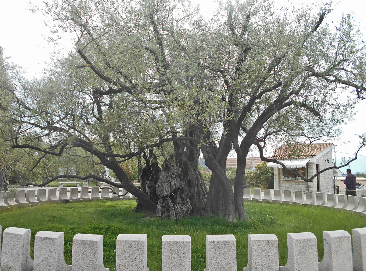 The old olive tree of Mirovica in Bar, its twisted, hollow trunk standing on a lawn ringed by a low white stone wall